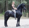 wonderful-freizian-horse-for-adoption-katevogen1980@hotmail-com-