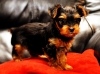 Extremely-cute-teacup-yorkie-puppies-available-for-adoption